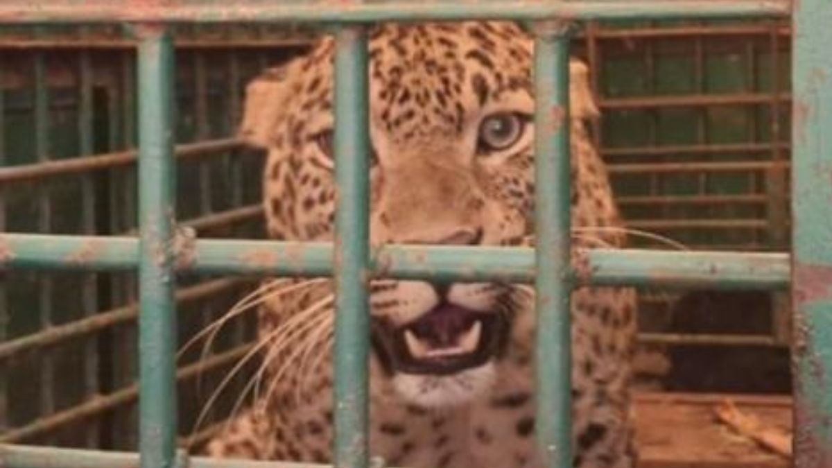 leopard captured in bahraich up